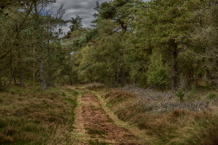 Free Photo pathway in the middle of an autumn forest surrounded by tall trees under the gloomy sky