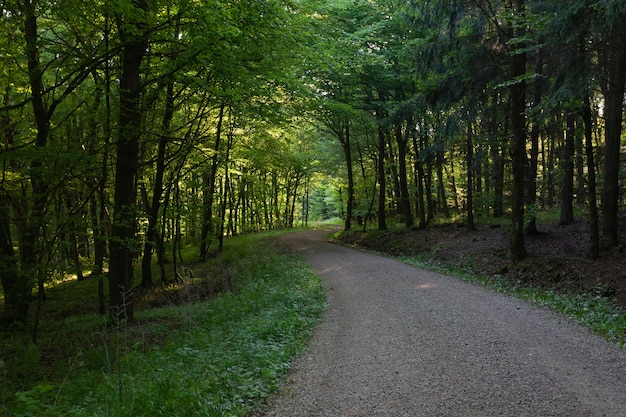 ドイツ、アイフェルの緑の木々のある森の真ん中にある小道