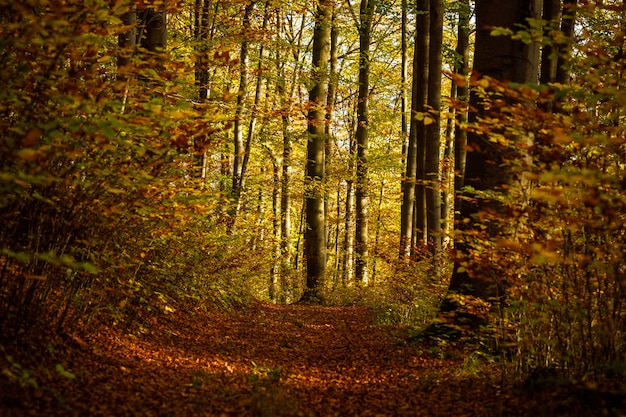 Free photo pathway in the middle of a forest with yellow and brown leafed trees at daytime