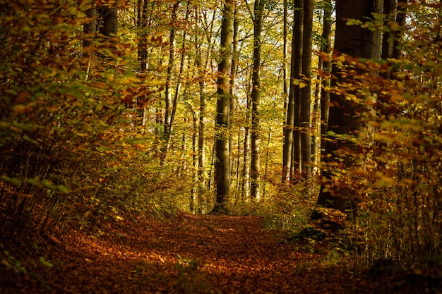 Pathway in the middle of a forest with yellow and brown leafed trees at daytime