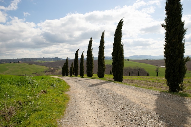 Pathway in the middle of grassy fields and trees with a blue cloudy sky