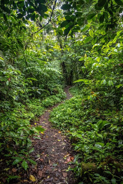 pathway in the middle of the green forest