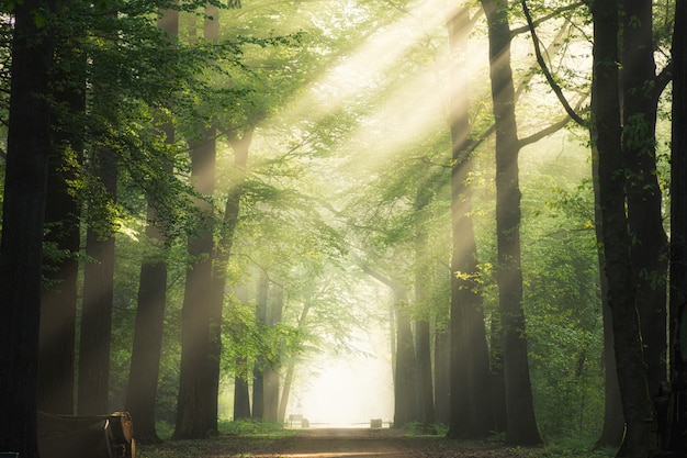 Free Photo pathway in the middle of the green leafed trees with the sun shining through the branches