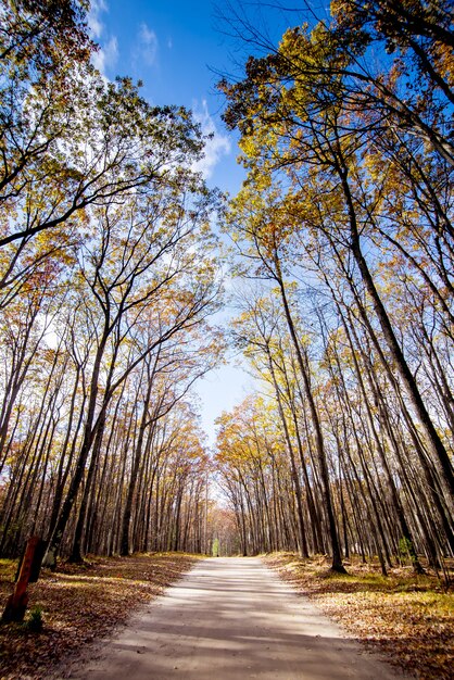 pathway in the middle of tall trees with a blue sky