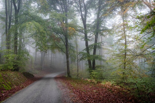 Pathway in the middle of a tree forest covered with fog