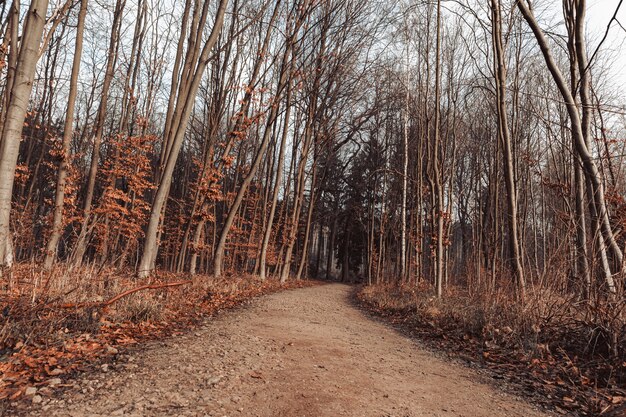 Pathway surrounded by leaves and trees in a forest under the sunlight