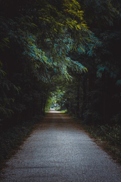 Pathway surrounded by trees and bushes in a forest under the sunlight