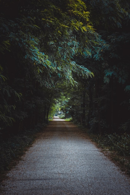 Pathway surrounded by trees and bushes in a forest under the sunlight