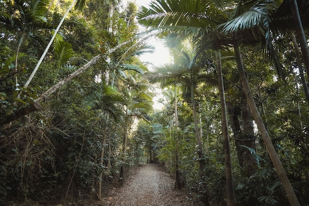 Free photo pathway surrounded by trees and bushes under sunlight at daytime