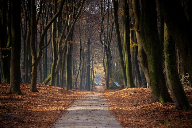 Pathway surrounded by trees and leaves in a forest under the sunlight in the autumn