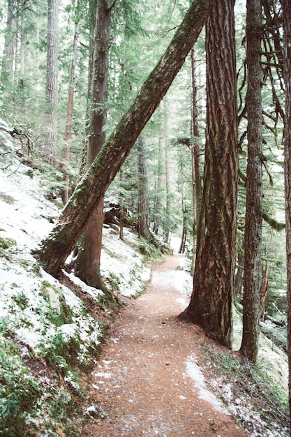 Pathway surrounded by trees and mosses covered in the snow under the sunlight