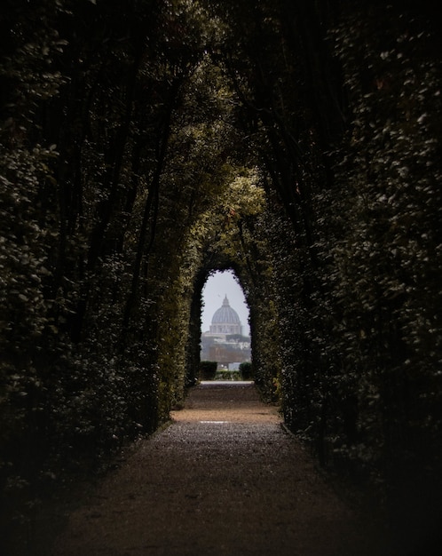 Pathway surrounded by trees under sunlight with a building on the blurry background