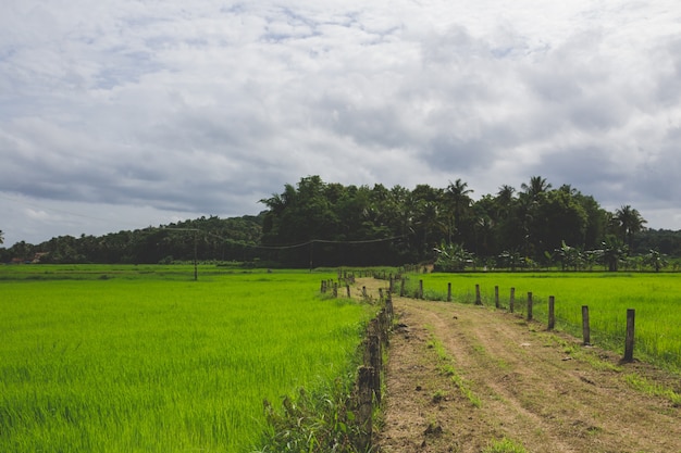 Pathway though a green field