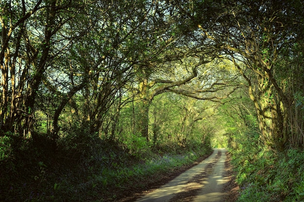 Pathway through forest