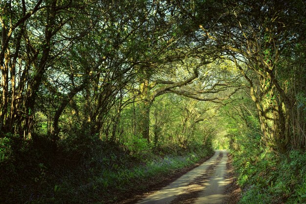 Pathway through forest