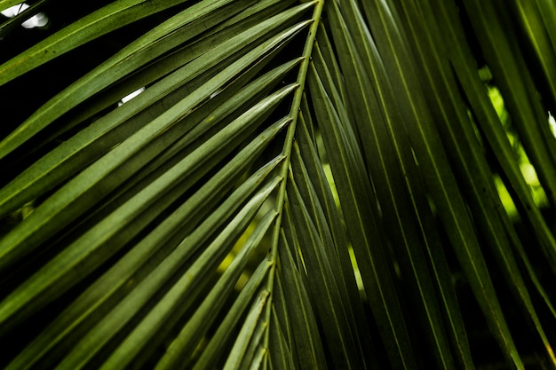 Free photo pattern of green palm leaf