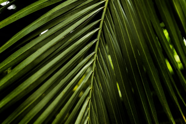 Pattern of green palm leaf