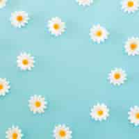 Free photo pattern made of chamomiles, petals on blue background. flat lay, top view