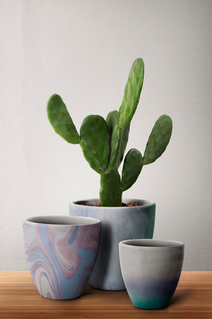 Free photo patterned plant pots with cereus cactus