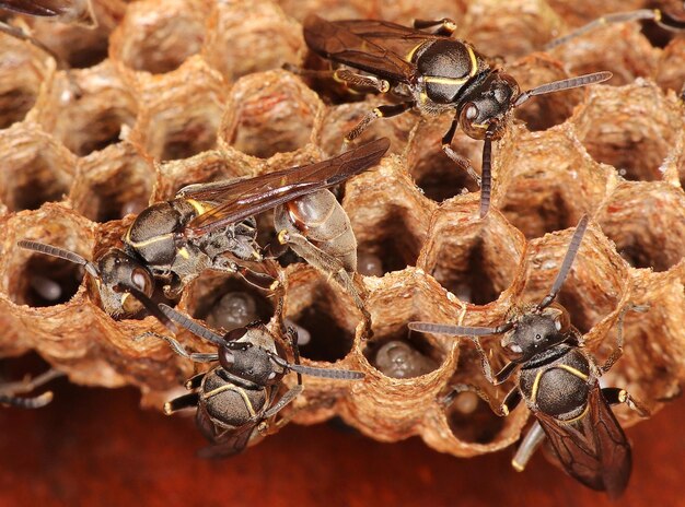 Paulistinha wasp (polybia paulista). this species gained international prominence when scientists discovered in its venom the substance mp1, which has high power to damage cancer cells.