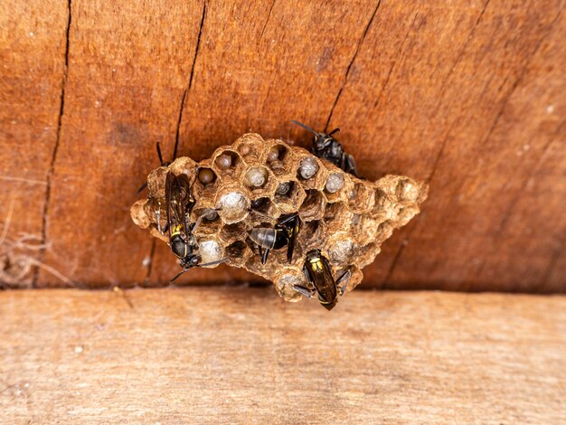 Paulistinha wasp (polybia paulista). this species gained international prominence when scientists discovered in its venom the substance mp1, which has high power to damage cancer cells.