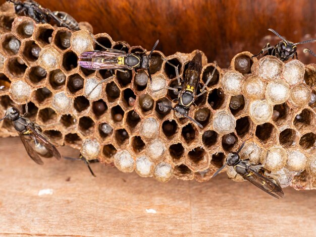 Paulistinha wasp (polybia paulista). this species gained international prominence when scientists discovered in its venom the substance mp1, which has high power to damage cancer cells.