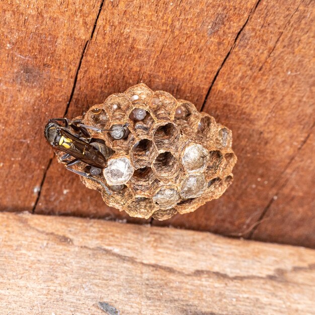 Paulistinha wasp (polybia paulista). this species gained international prominence when scientists discovered in its venom the substance mp1, which has high power to damage cancer cells.