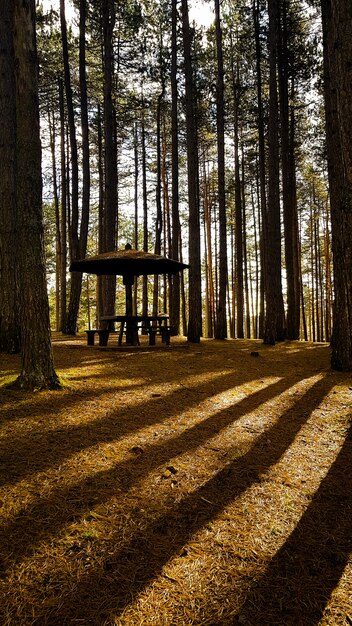 Pavilion in a forest surrounded by tall trees