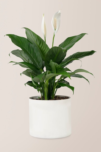 무료 사진 흰 냄비에 평화 백합 식물