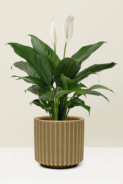 Free photo peace lily plant in a pot