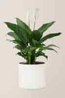 Free photo peace lily plant in a white pot