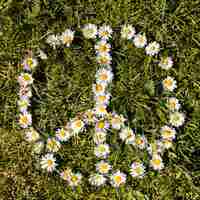 Free photo peace symbol of daisies flower