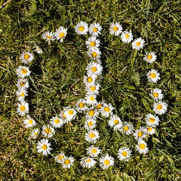 Символ мира цветка ромашки