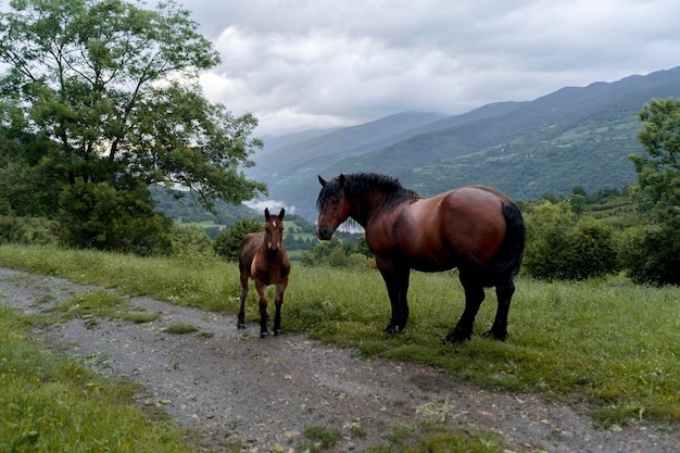 Peaceful cute horses in the nature