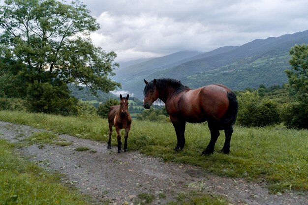 Мирные милые лошади на природе