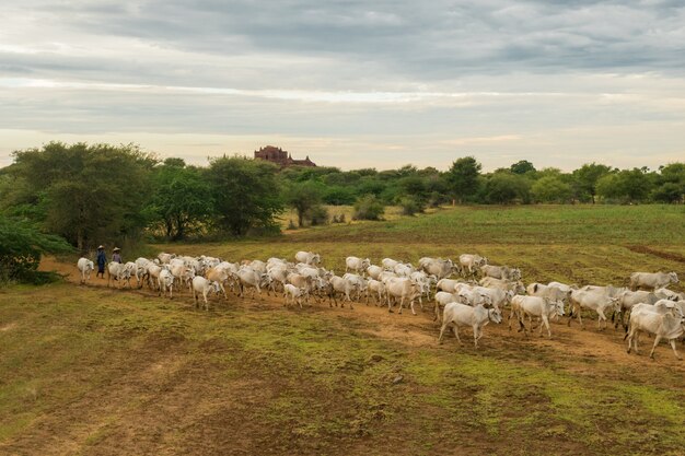 A peaceful laid-back sunset with a herd of zebu cattle Myanmar