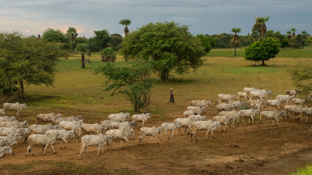 A peaceful laid-back sunset with a herd of zebu cattle n Myanmar