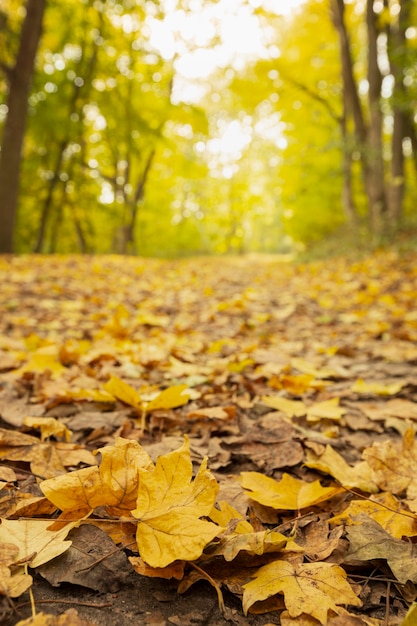 Peaceful mother nature landscape