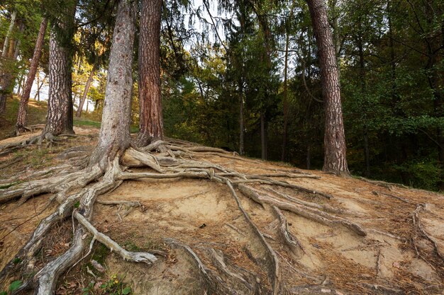 Peaceful mother nature landscape