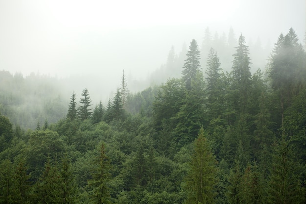 Peaceful rural surroundings in daylight