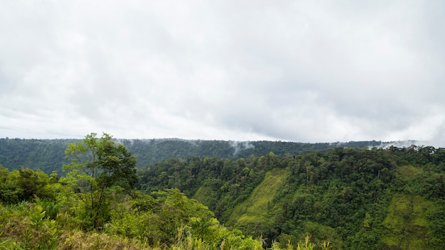 Peaceful tropical rainforest against cloudy sky