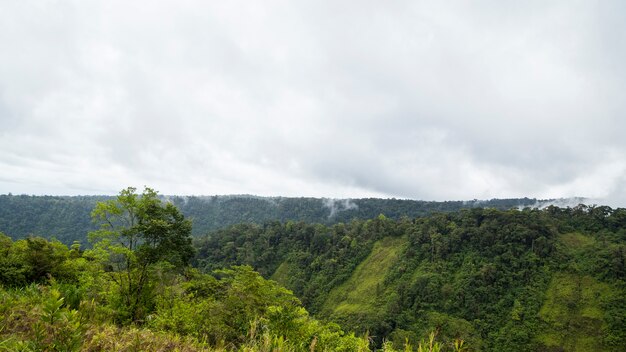 曇り空を背景に静かな熱帯雨林