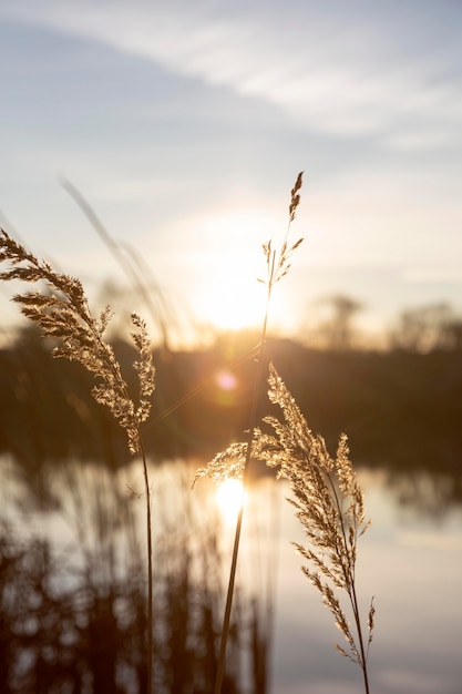 Peaceful view of morning light