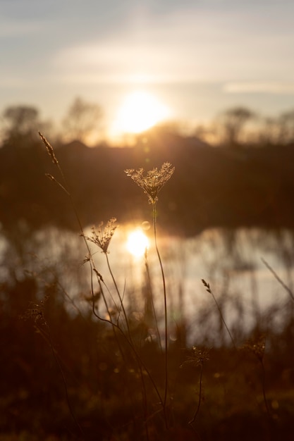 Peaceful View of Morning Light: Free Downloadable Stock Photo