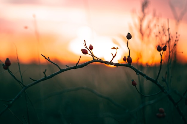 Peaceful view of sunset light