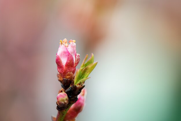 桃の花の木、クローズアップ。