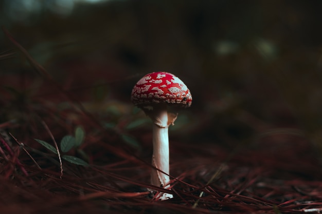 복숭아 색의 비행 Agaric