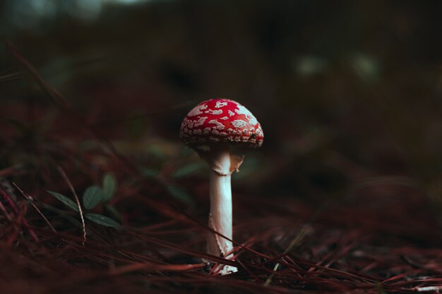 Peach-Colored Fly Agaric