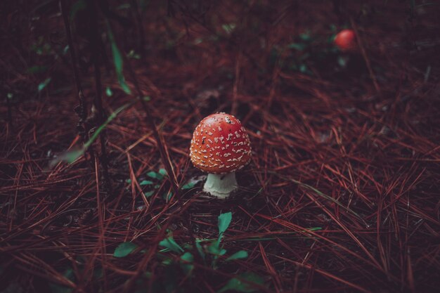 복숭아 색의 비행 Agaric