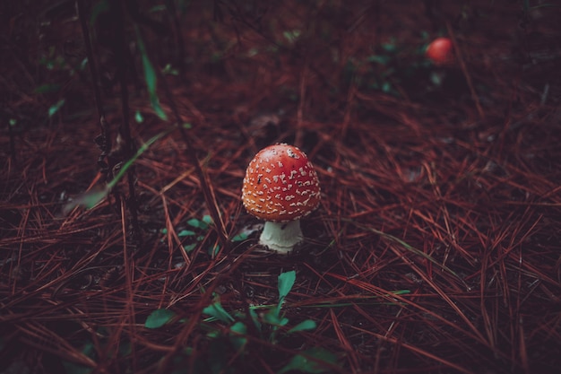 복숭아 색의 비행 Agaric